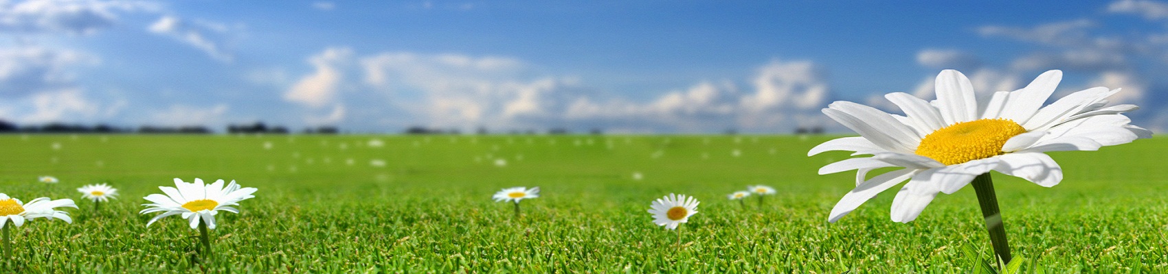 flower-camomile-summer-field-grass-blue-sky-v2